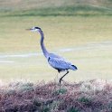 Blue Heron on the Berm